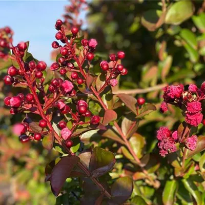 Schirm 5xv mDb 150-200 x 250- 300 - Chinesische Kräuselmyrte - Lagerstroemia indica 'Tuscarora' - Collection