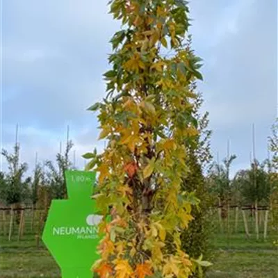 Sol 4xv mDb 400- 500 - Amberbaum 'Slender Silhouette' - Liquidambar styracifl.'Slender Silhouette' - Collection