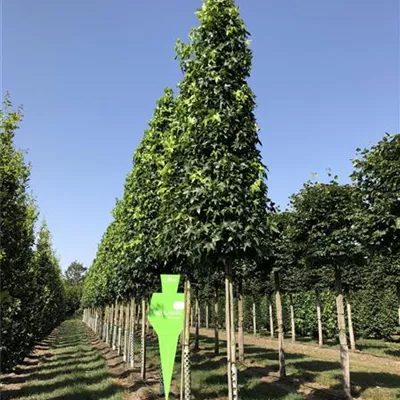 H 4xv mDb 20- 25 - Amberbaum 'Slender Silhouette' - Liquidambar styracifl.'Slender Silhouette' - Collection