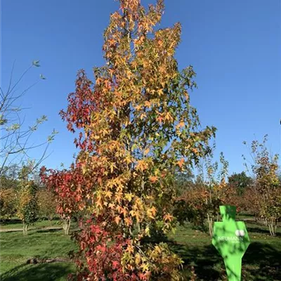 Sol 4xv mDb mehrst. 500- 600 - Amerikanischer Amberbaum - Liquidambar styraciflua - Collection