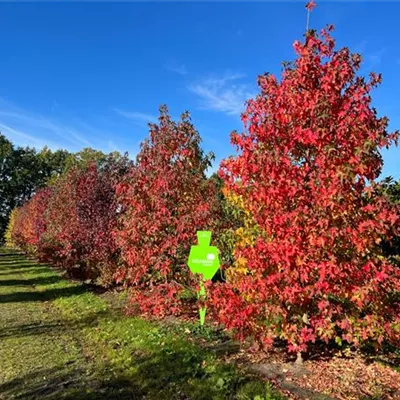 Sol 4xv mDb mehrst. 500- 600 - Amerikanischer Amberbaum - Liquidambar styraciflua - Collection