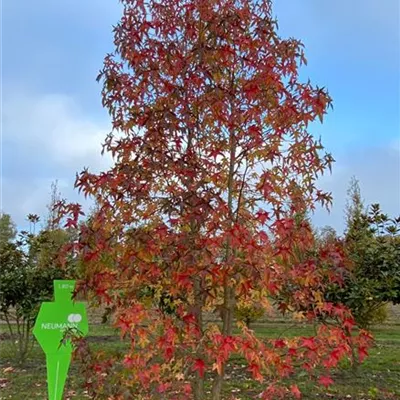 Sol 4xv mDb mehrst. 500- 600 - Amerikanischer Amberbaum - Liquidambar styraciflua - Collection