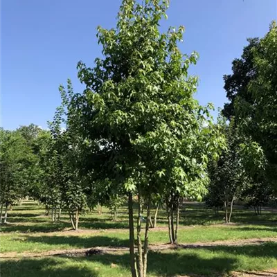 Sol Baum mehrst 5xv mDb 200-300 x 500- 600 - Amerikanischer Amberbaum - Liquidambar styraciflua - Collection