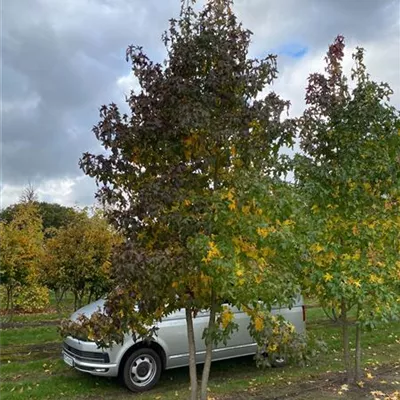 Sol Baum mehrst 5xv mDb 200-300 x 500- 600 - Amerikanischer Amberbaum - Liquidambar styraciflua - Collection