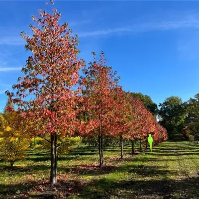 Sol Baum mehrst 5xv mDb 200-300 x 500- 600 - Amerikanischer Amberbaum - Liquidambar styraciflua - Collection