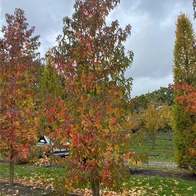 Sol 5xv mDb 150-200 x 500- 600 - Amerikanischer Amberbaum - Liquidambar styraciflua - Collection