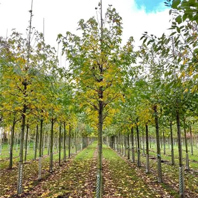 H 3xv mDb 16- 18 - Amerikanischer Amberbaum - Liquidambar styraciflua - Collection