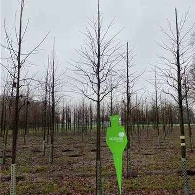 H 3xv mDb 18- 20 - Amerikanischer Amberbaum - Liquidambar styraciflua - Collection