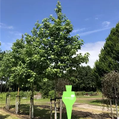 Sol Baum 4xv mDb 150-200 x 400-500 25- 30 - Amerikanischer Amberbaum - Liquidambar styraciflua - Collection