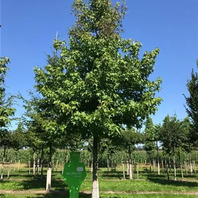 Sol Baum 5xv mDb 200-300 x 500-700 40- 45 - Amerikanischer Amberbaum - Liquidambar styraciflua - Collection