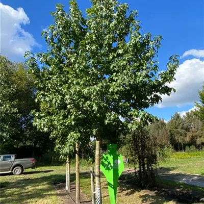 Sol Baum 5xv mDb 300-400 x 500-700 35- 40 - Amerikanischer Amberbaum - Liquidambar styraciflua - Collection