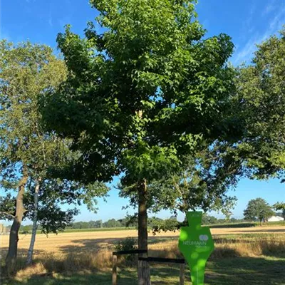 Sol Baum 5xv mDb 300-400 x 500-700 40- 45 - Amerikanischer Amberbaum - Liquidambar styraciflua - Collection