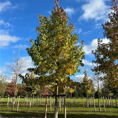 Sol Baum 6xv mDb 300-400 x 700-900 45- 50 - Amerikanischer Amberbaum - Liquidambar styraciflua - Collection