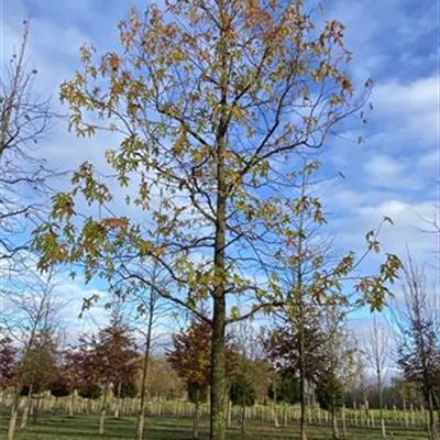 Sol Baum 6xv mDb 300-400 x 700-900 50- 60 - Amerikanischer Amberbaum - Liquidambar styraciflua - Collection