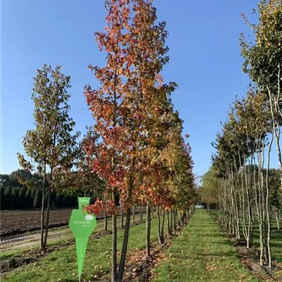 Sol Baum 6xv mDb 300-400 x 700-900 60- 70 - Amerikanischer Amberbaum - Liquidambar styraciflua - Collection