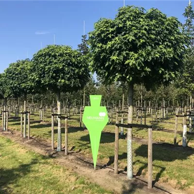 Sol Baum 5xv mDb Krbr. 150-200 30- 35 - Amberbaum 'Gumball' - Liquidambar styraciflua 'Gumball' - Collection