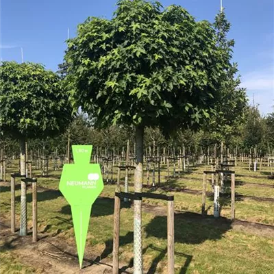 Sol Baum 5xv mDb Krbr. 150-200 30- 35 - Amberbaum 'Gumball' - Liquidambar styraciflua 'Gumball' - Collection