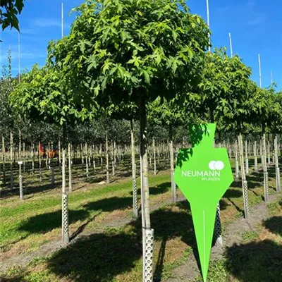 H 3xv mDb 16- 18 - Amberbaum 'Gumball' - Liquidambar styraciflua 'Gumball' - Collection