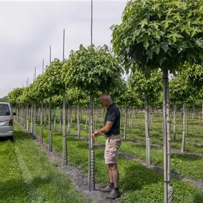 H 3xv mDb 18- 20 - Amberbaum 'Gumball' - Liquidambar styraciflua 'Gumball' - Collection