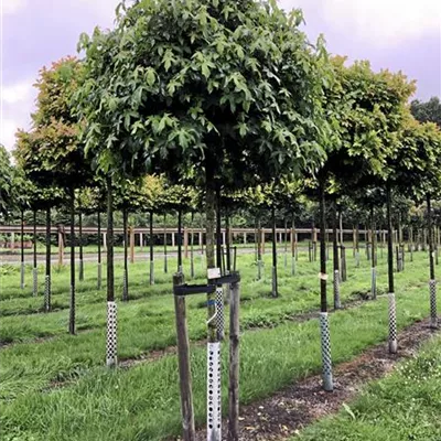 H 4xv mDb 20- 25 - Amberbaum 'Gumball' - Liquidambar styraciflua 'Gumball' - Collection