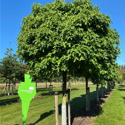 Sol Baum 5xv mDb Krbr. 150-200 40- 45 - Amberbaum 'Gumball' - Liquidambar styraciflua 'Gumball' - Collection