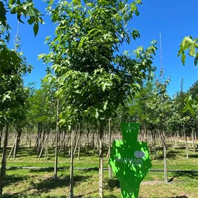 H 3xv mDb 16- 18 - Amberbaum 'Lane Roberts' - Liquidambar styraciflua 'Lane Roberts' - Collection