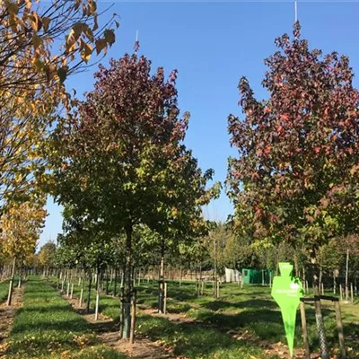 Sol Baum 5xv mDb 200-300 x 500-700 35- 40 - Amberbaum 'Lane Roberts' - Liquidambar styraciflua 'Lane Roberts' - Collection