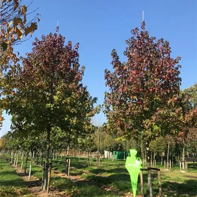 Sol Baum 5xv mDb 200-300 x 500-700 35- 40 - Amberbaum 'Lane Roberts' - Liquidambar styraciflua 'Lane Roberts' - Collection