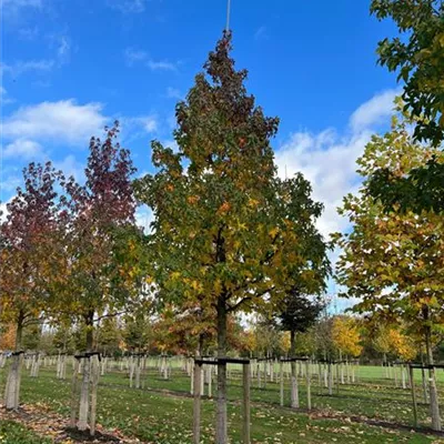 Sol Baum 6xv mDb 200-300 x 500-700 40- 45 - Amberbaum 'Lane Roberts' - Liquidambar styraciflua 'Lane Roberts' - Collection