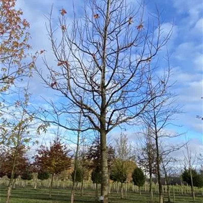 Sol Baum 6xv mDb 300-400 x 500-700 45- 50 - Amberbaum 'Lane Roberts' - Liquidambar styraciflua 'Lane Roberts' - Collection