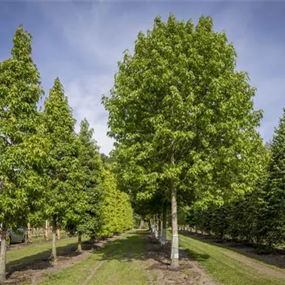 Sol Baum 6xv mDb 200-300 x 500-700 50- 60 - Amberbaum 'Palo Alto' - Liquidambar styraciflua 'Palo Alto' - Collection