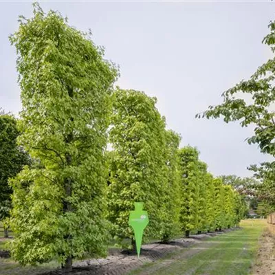 Spalier 7xv mDb 200 x 500- - Amberbaum 'Worplesdon' - Liquidambar styraciflua 'Worplesdon' - Collection