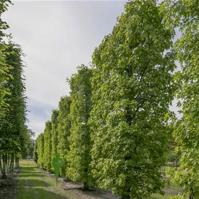 Spalier 7xv mDb 200 x 500- - Amberbaum 'Worplesdon' - Liquidambar styraciflua 'Worplesdon' - Collection