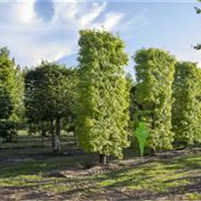 Spalier 7xv mDb 200 x 500- - Amberbaum 'Worplesdon' - Liquidambar styraciflua 'Worplesdon' - Collection