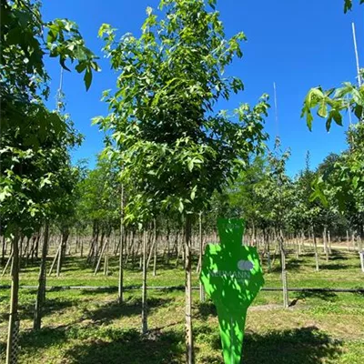 H 3xv mDb 14- 16 - Amberbaum 'Worplesdon' - Liquidambar styraciflua 'Worplesdon' - Collection