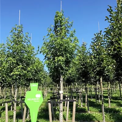 H 3xv mDb 16- 18 - Amberbaum 'Worplesdon' - Liquidambar styraciflua 'Worplesdon' - Collection