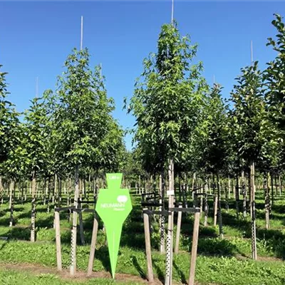 H 3xv mDb 16- 18 - Amberbaum 'Worplesdon' - Liquidambar styraciflua 'Worplesdon' - Collection