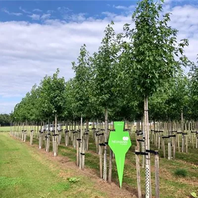 H 3xv mDb 16- 18 - Amberbaum 'Worplesdon' - Liquidambar styraciflua 'Worplesdon' - Collection