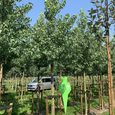 H 4xv mDb 20- 25 - Amberbaum 'Worplesdon' - Liquidambar styraciflua 'Worplesdon' - Collection