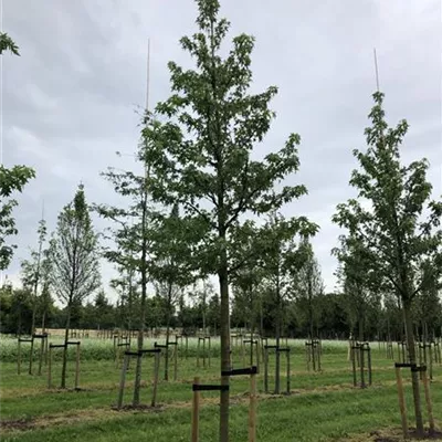 Sol Baum 5xv mDb 200-300 x 500-700 30- 35 - Amberbaum 'Worplesdon' - Liquidambar styraciflua 'Worplesdon' - Collection