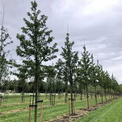 Sol Baum 5xv mDb 200-300 x 500-700 30- 35 - Amberbaum 'Worplesdon' - Liquidambar styraciflua 'Worplesdon' - Collection