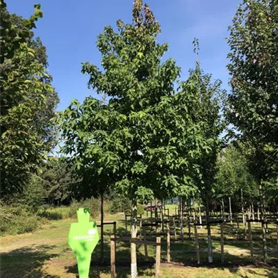 Sol Baum 5xv mDb 200-300 x 500-700 30- 35 - Amberbaum 'Worplesdon' - Liquidambar styraciflua 'Worplesdon' - Collection