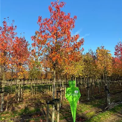 Sol Baum 4xv mDb 150-200 x 400-500 20- 25 - Amberbaum 'Worplesdon' - Liquidambar styraciflua 'Worplesdon' - Collection