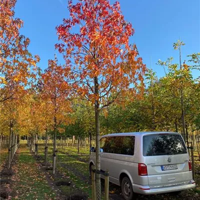 Sol Baum 4xv mDb 150-200 x 400-500 20- 25 - Amberbaum 'Worplesdon' - Liquidambar styraciflua 'Worplesdon' - Collection