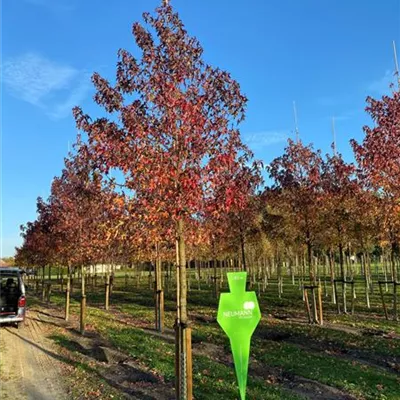 Sol Baum 5xv mDb 200-300 x 500-700 25- 30 - Amberbaum 'Worplesdon' - Liquidambar styraciflua 'Worplesdon' - Collection