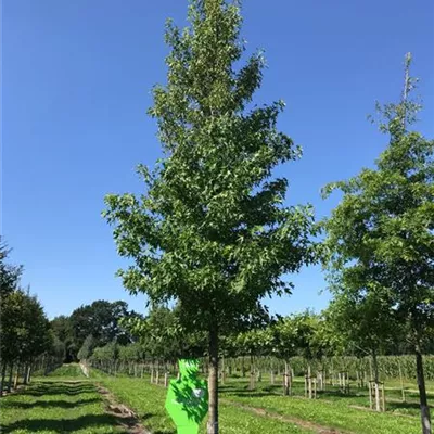 Sol Baum 5xv mDb 200-300 x 500-700 35- 40 - Amberbaum 'Worplesdon' - Liquidambar styraciflua 'Worplesdon' - Collection