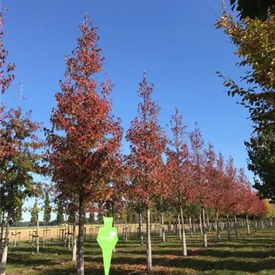 Sol Baum 5xv mDb 200-300 x 500-700 40- 45 - Amberbaum 'Worplesdon' - Liquidambar styraciflua 'Worplesdon' - Collection