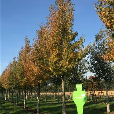 Sol Baum 5xv mDb 200-300 x 500-700 40- 45 - Amberbaum 'Worplesdon' - Liquidambar styraciflua 'Worplesdon' - Collection