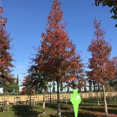 Sol Baum 5xv mDb 200-300 x 500-700 40- 45 - Amberbaum 'Worplesdon' - Liquidambar styraciflua 'Worplesdon' - Collection