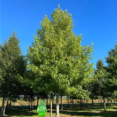 Sol Baum 5xv mDb 300-400 x 500-700 50- 60 - Amberbaum 'Worplesdon' - Liquidambar styraciflua 'Worplesdon' - Collection